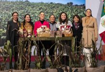 Presentan Plan Nacional de Maíz Nativo: así se buscará impulsar el cultivo y comercio de maíz mexicano