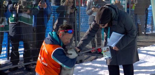 Inesperada escena en los Juegos Olímpicos de invierno: el momento en el que un perro lobo invadió la pista