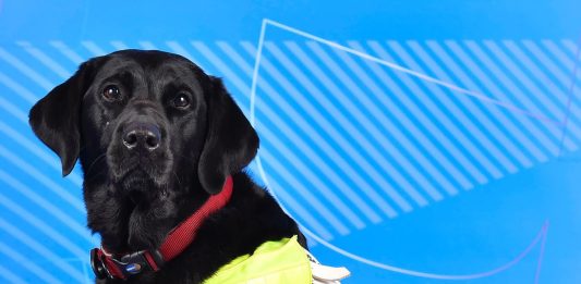 Pickle, la perra guía que acompaña a una deportista paralímpica: confianza y apoyo emocional