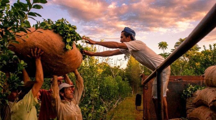 La crisis de la yerba mate golpea a Misiones y crece la preocupación en el sector: “Es inviable seguir así”