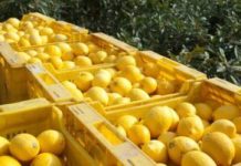 LA CAMPAÑA LIMONERA AVANZA CON BUENAS EXPECTATIVAS Y YA ALCANZA EL 50% DE LA COSECHA