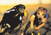 6 discos con perros en la portada