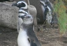 Denunciaron un intento de vender a los pingüinos del ex Aquarium de Mar del Plata y exigieron que sean liberados