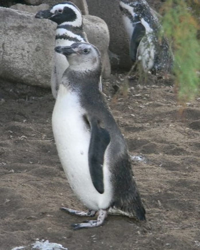Denunciaron un intento de vender a los pingüinos del ex Aquarium de Mar del Plata y exigieron que sean liberados