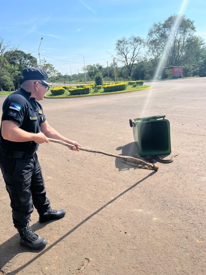 Encontraron a una yarará de la cruz en Misiones y la Policía la rescató: fue liberada en una reserva natural