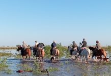 Preocupación por las inundaciones en Santa Fe: los productores rurales pierden animales y temen por el “Súper Niño”