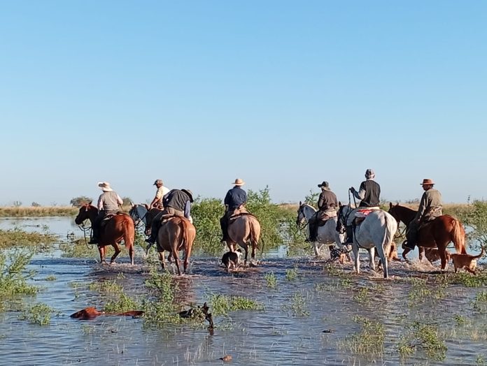 Preocupación por las inundaciones en Santa Fe: los productores rurales pierden animales y temen por el “Súper Niño”