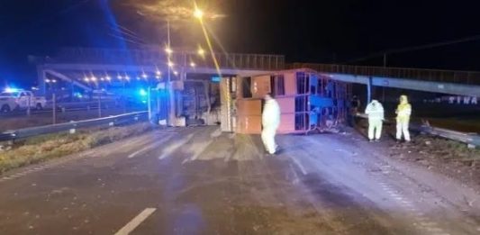 Volcó un camión con ganado en Rosario: varias vacas escaparon y cinco hombres fueron detenidos por intentar robarlas