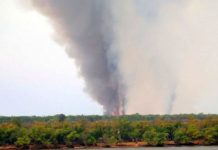 Alertan por el impacto ambiental de los incendios en las islas del Delta que arrasaron con más de 1.700 hectáreas