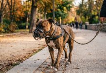 Ataques de perros: proponen chip, seguro y penas más duras para los dueños