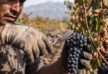 Aves de paso: la larga travesía de los 150 mil trabajadores golondrina que recorren el país detrás de cada cosecha