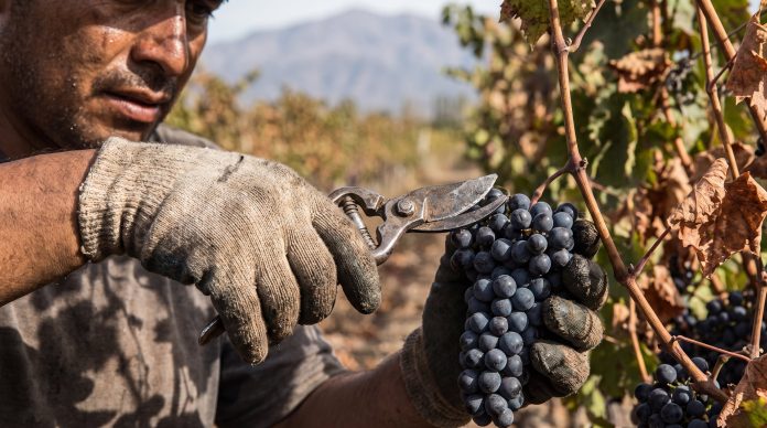 Aves de paso: la larga travesía de los 150 mil trabajadores golondrina que recorren el país detrás de cada cosecha