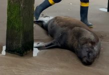 Encontraron un lobo marino con un disparo bajo el muelle de Santa Teresita y murió tras agonizar durante días