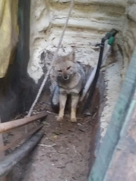 Encontraron un zorro en el patio de una casa de Pinamar y fue liberado en el bosque por una fundación