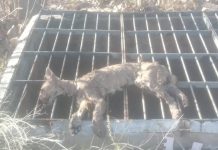 Hallaron sin vida al puma que deambulaba por distintos sectores de Luján de Cuyo tras dos semanas de búsqueda