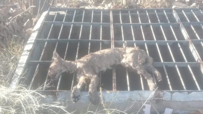 Hallaron sin vida al puma que deambulaba por distintos sectores de Luján de Cuyo tras dos semanas de búsqueda