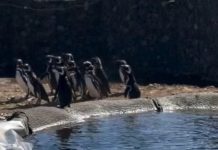 Más de 40 pingüinos que vivían en el Aquarium de Mar del Plata fueron liberados en una reserva de Río Negro