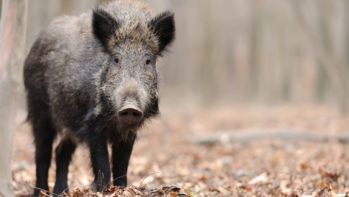 Río Negro aprobó un régimen para comercializar carne de fauna silvestre, qué especies quedarían incluidas