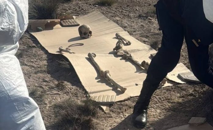 Un hombre sacó a pasear a su perro y encontró 125 restos óseos en Chubut: qué confirmó la investigación
