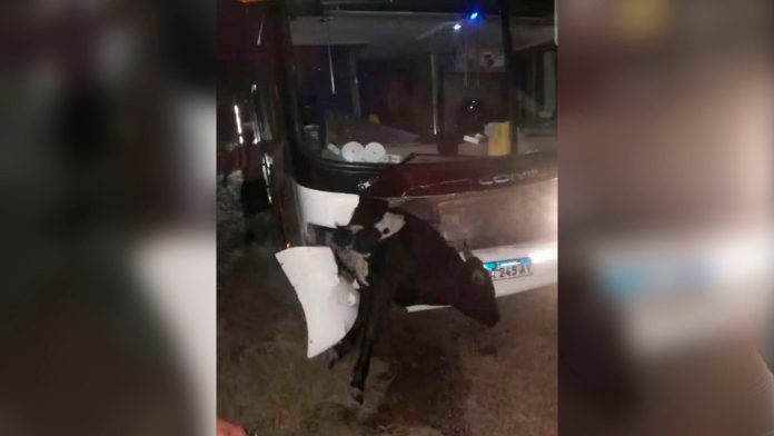 Un micro con hinchas de Estudiantes chocó contra una vaca cuando volvían a La Plata tras la final con Rosario Central