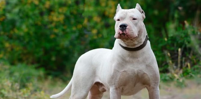 Un niño de 5 años fue atacado por un dogo en La Pampa