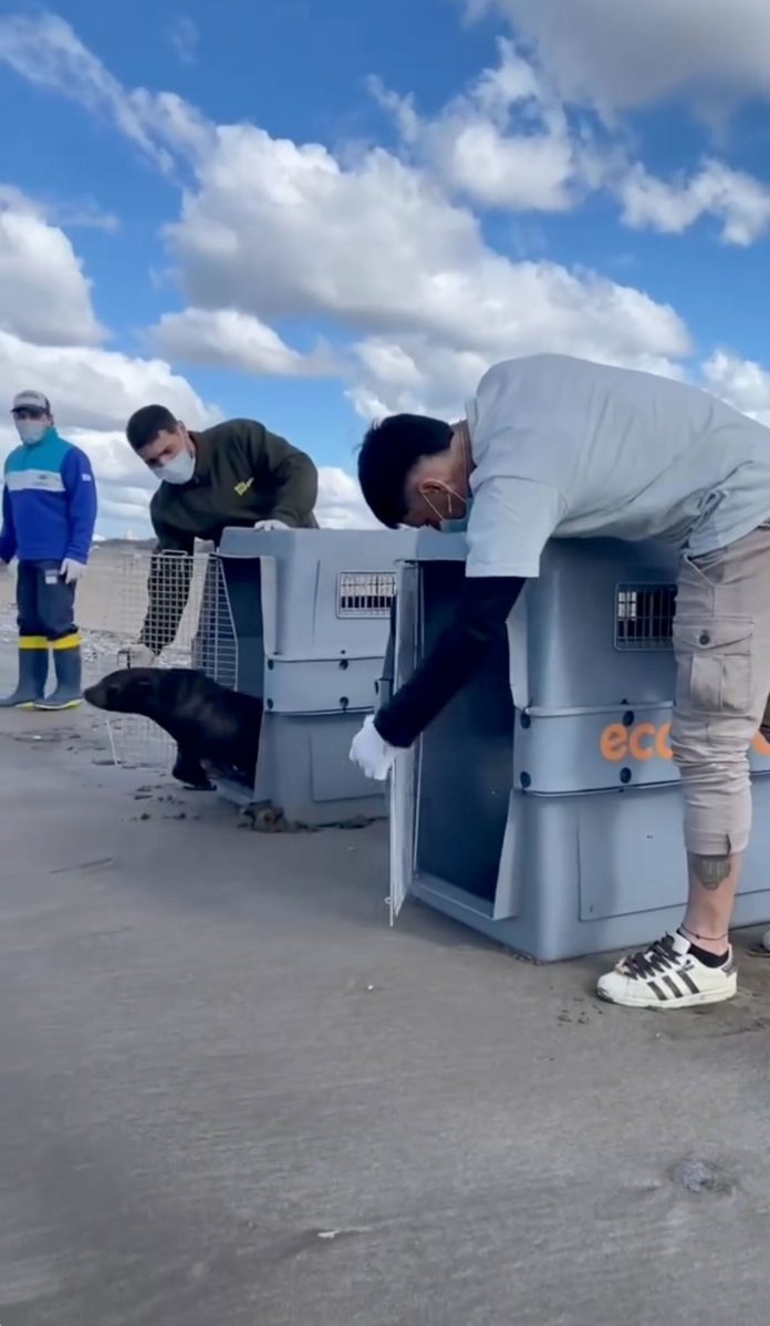 Video: dos lobos marinos fueron liberados en su hábitat natural luego de rehabilitarse en el Ecoparque