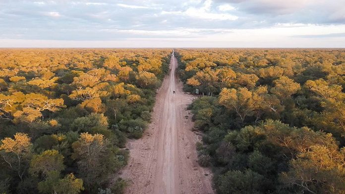 Alerta ambiental en el Chaco: desmontaron 1800 hectáreas de bosques nativos