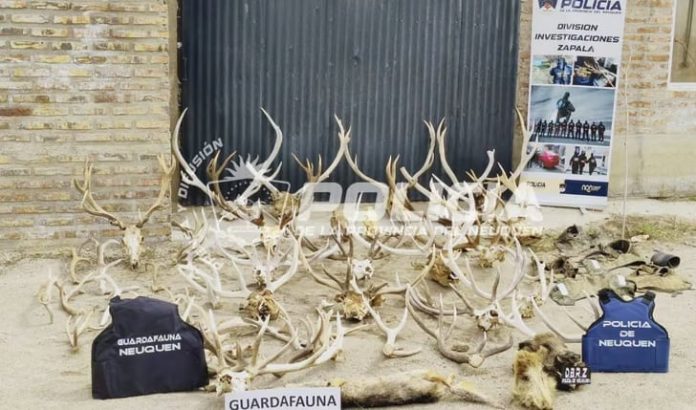 Allanaron una estancia en Neuquén y secuestraron 17 armas, miles de municiones y trofeos de fauna sin documentación
