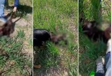 Brutal caso de maltrato animal en Entre Ríos: tres adolescentes mataron a un gato, se filmaron y lo subieron a las redes