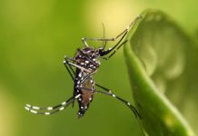 Detectaron el primer caso importado de dengue en Rosario en lo que va del año