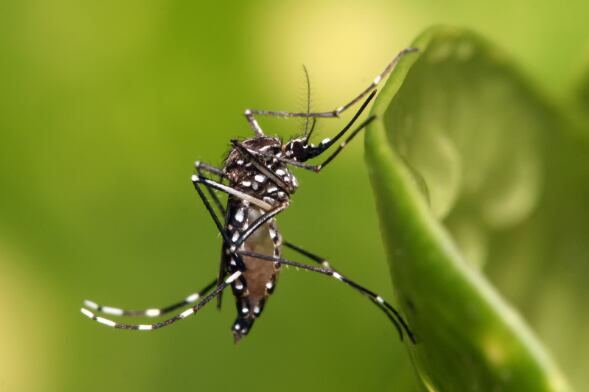 Detectaron el primer caso importado de dengue en Rosario en lo que va del año