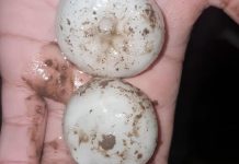 Granizo gigante y fuertes tormentas: las fotos y videos del temporal que afectó a más de 10 provincias