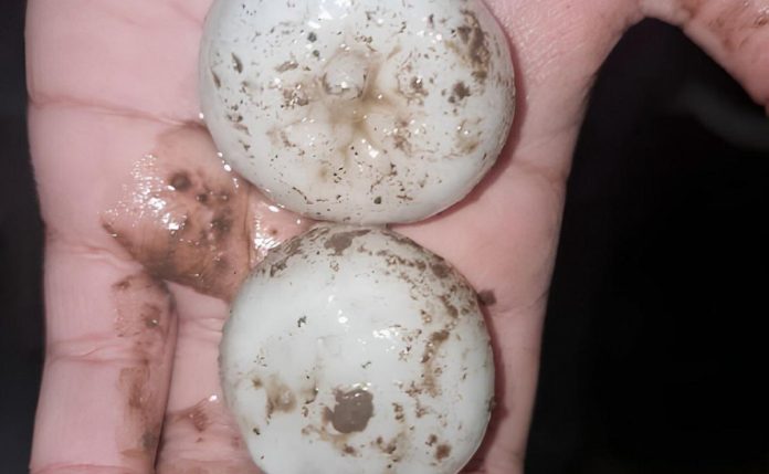 Granizo gigante y fuertes tormentas: las fotos y videos del temporal que afectó a más de 10 provincias