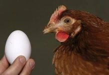 Le preguntaron a la inteligencia artificial qué fue primero, si el huevo o la gallina, y su respuesta fue contundente