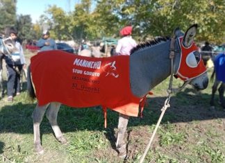 Mataron un burro premiado en un pueblo de La Rioja: hay dos detenidos y bronca en los vecinos