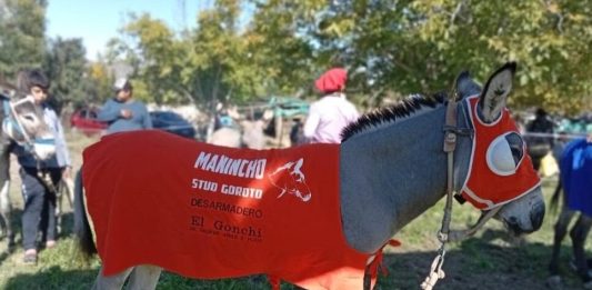 Mataron un burro premiado en un pueblo de La Rioja: hay dos detenidos y bronca en los vecinos