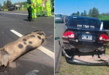 Un cerdo provocó un choque en cadena de cuatro autos en la autopista Buenos Aires-La Plata