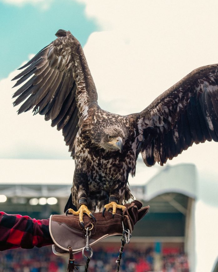 Un grupo defensor de los animales apunta contra un club de la Premier League por usar un águila como mascota: “Está siendo utilizada como un accesorio”